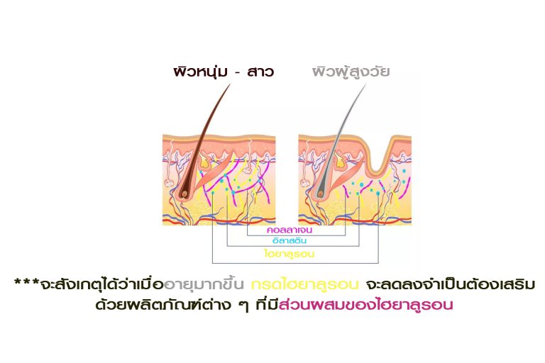 กรดไฮยาลูรอน ส่วนผสมในพิณนารา